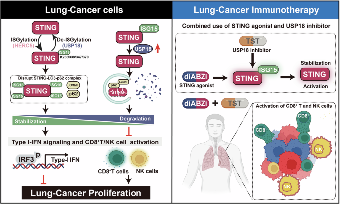Fig. 7: Schematic summary of the regulation of STING stability by ISGylation and its implications in lung cancer immunotherapy.