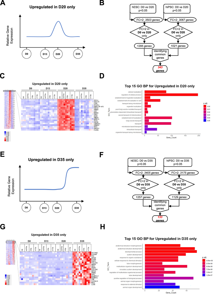 Fig. 1: Identification of genes upregulated on D20 only and D35 only in hPSC differentiation into pancreatic β-like cells.