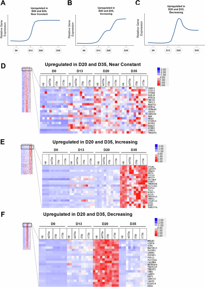 Fig. 2: Identification of genes upregulated on D20 and D35 in hPSC differentiation into pancreatic β-like cells.