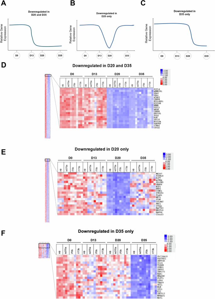 Fig. 3: Identification of genes downregulated on D20 and D35 in hPSC differentiation into pancreatic β-like cells.