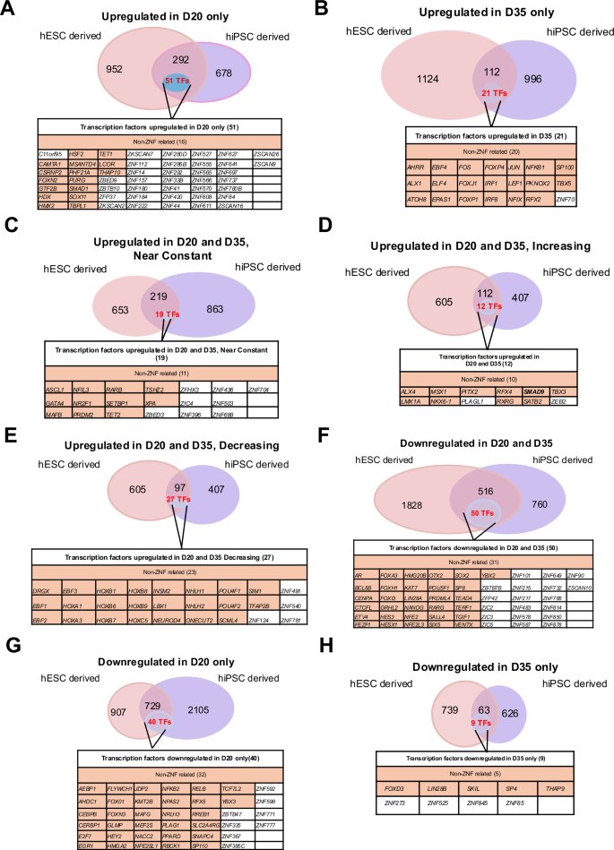 Fig. 5: Transcription factors differentially expressed in D20 and D35 in hPSC differentiation into pancreatic β-like cells.