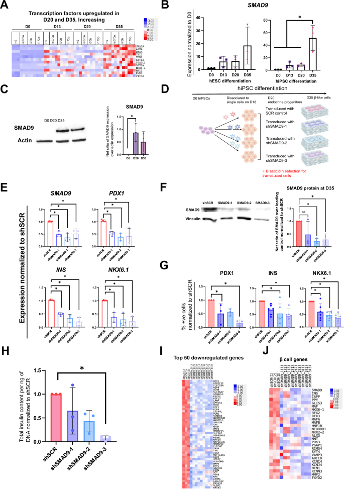 Fig. 6: Expression and function of SMAD9 during hPSC differentiation into pancreatic β-like cells.
