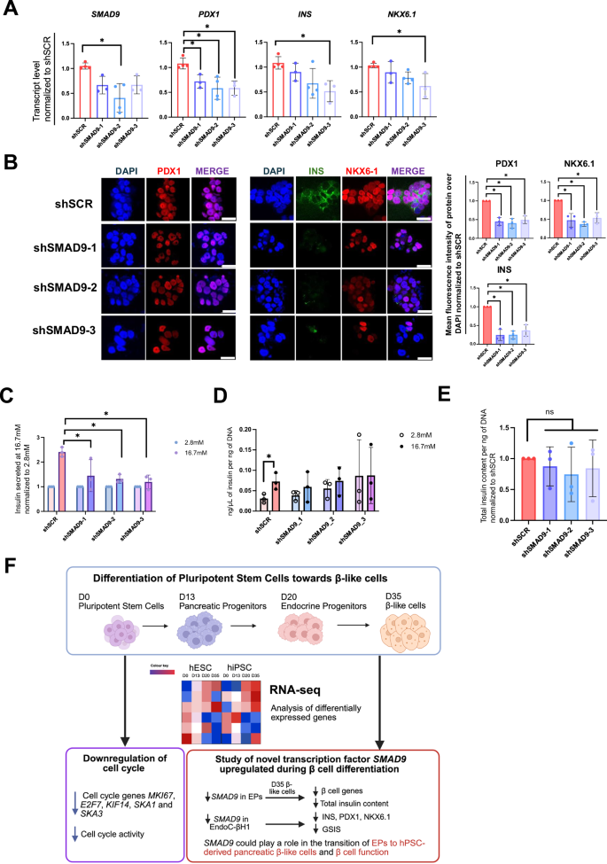 Fig. 7: Knockdown of SMAD9 in EndoC-βH1 cells.