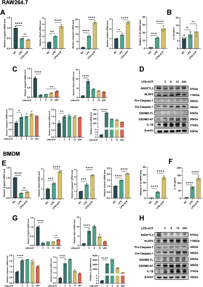 Fig. 2: Inflammatory stimulation reduces ANGPTL2 expression and induces pyroptotic signaling in macrophages in vitro.