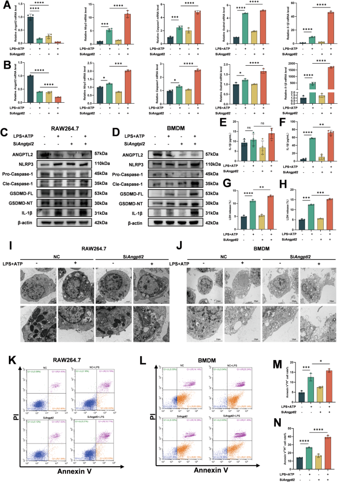 Fig. 3: Knockdown of ANGPTL2 enhances LPS-induced pyroptosis in macrophages.