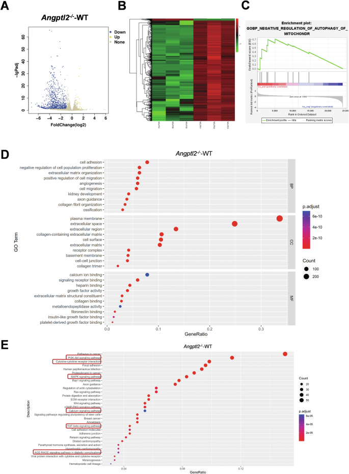 Fig. 4: Transcriptomic profiling reveals suppression of mitophagy and activation of inflammatory signaling pathways in ANGPTL2-deficient macrophages.