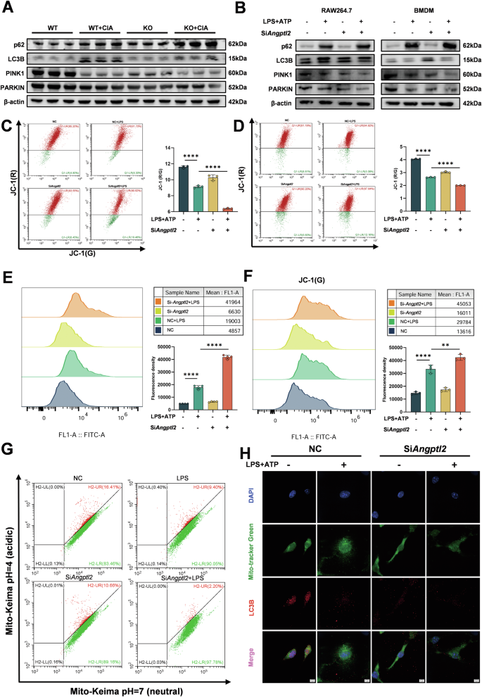Fig. 5: ANGPTL2 deficiency exacerbates mitochondrial damage and impairs mitophagy in macrophages.