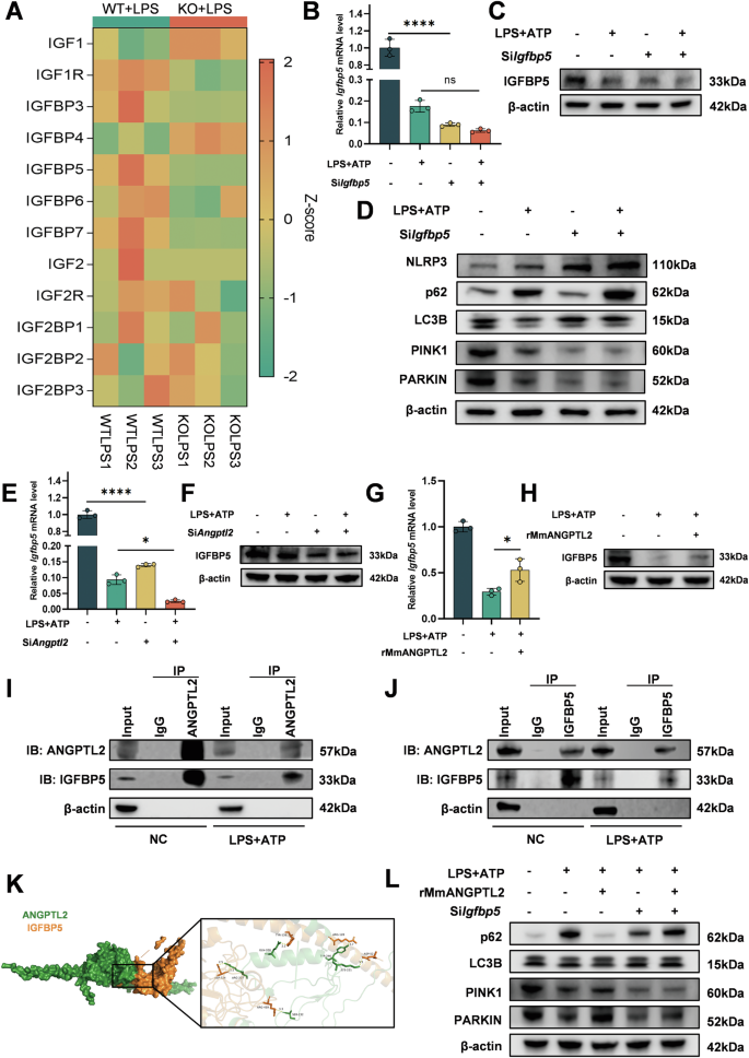 Fig. 7: ANGPTL2 modulates mitophagy via an IGFBP5-dependent mechanism.