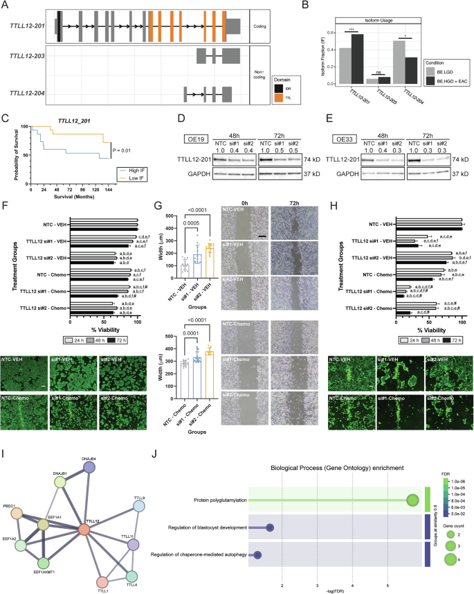 Fig. 3: Knockdown of the TTLL12-201 isoform inhibited OE19 and OE33 EAC cell viability and migration.