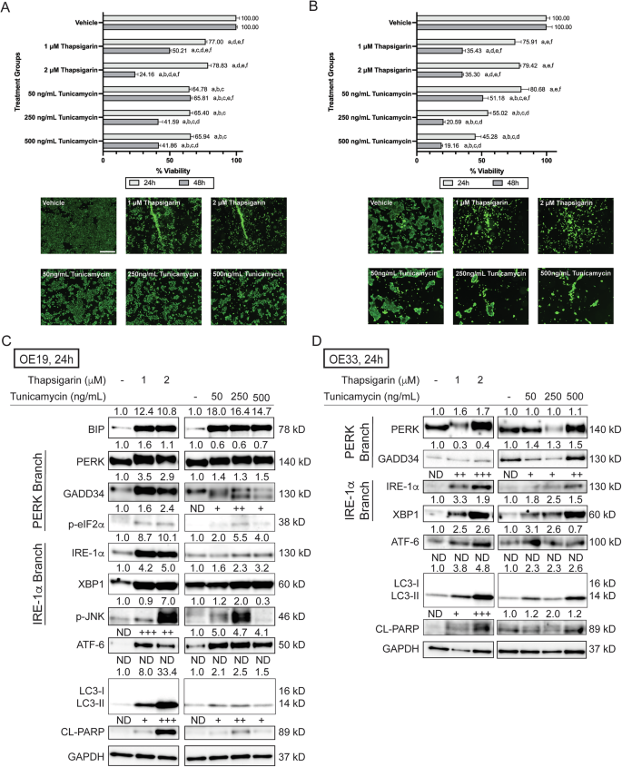 Fig. 7: Treatment of pharmacological unfolded protein response (UPR) inducers, thapsigarin and tunicamycin, leads to OE19 and OE33 cell death.