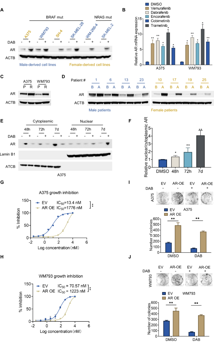 Fig. 1: AR upregulation promotes Dabrafenib resistance.