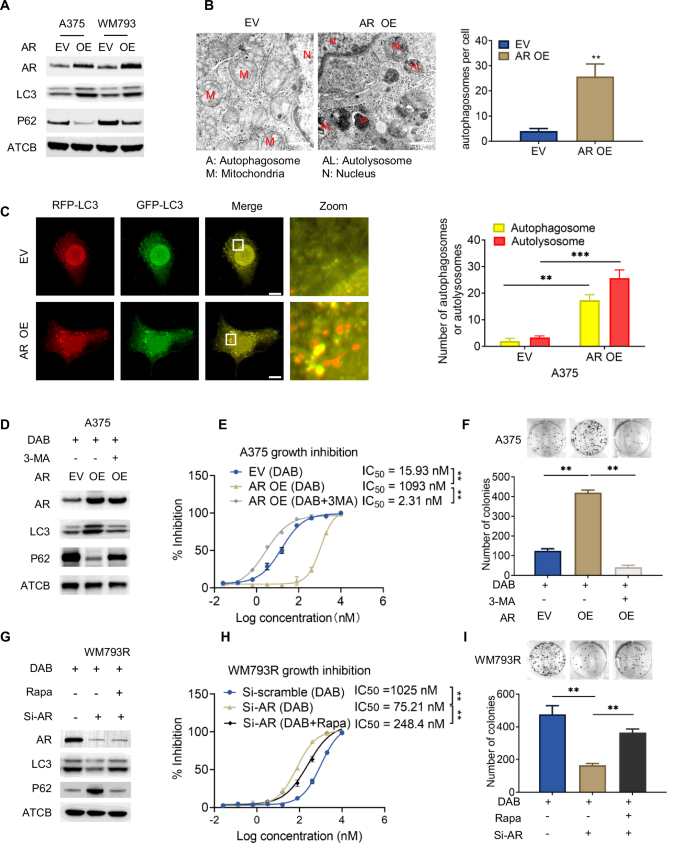 Fig. 2: AR induces autophagy-associated BRAFi resistance in melanoma.