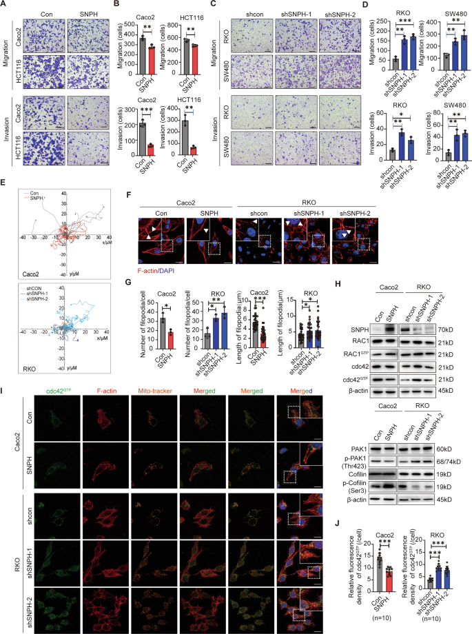 Fig. 2: SNPH downregulation promoted metastasis of CRC cells by affecting Rac1/cdc42-mediated lamellipodia formation.