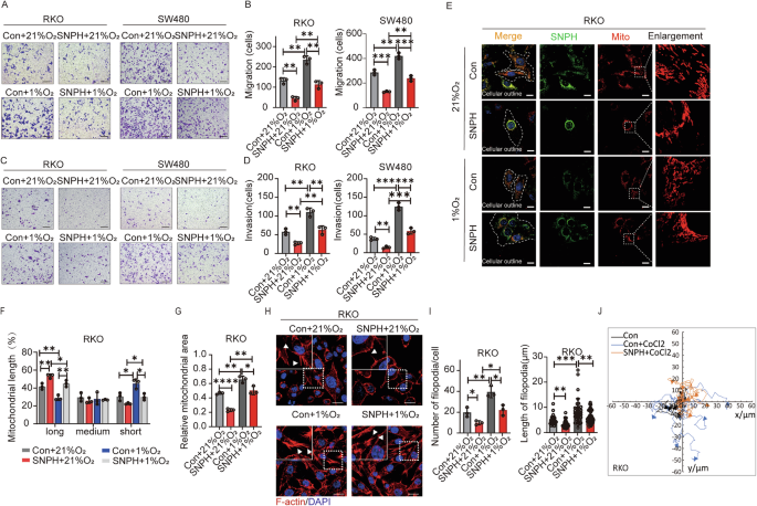 Fig. 4: Hypoxia-mediated SNPH down-regulation promotes lamellipodia formation and metastasis of CRC cells.