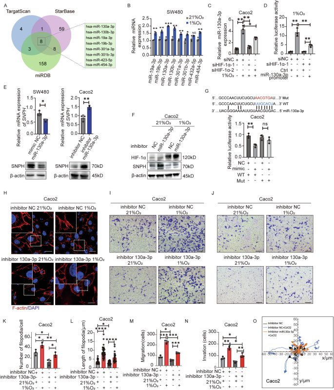 Fig. 5: HIF-1α/miR-130A-3p impresses SNPH expression and promotes the lamellipodia formation and metastasis of CRC cells.
