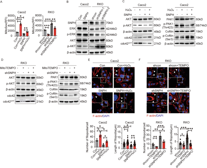 Fig. 6: SNPH regulates lamellipodia formation and metastasis of CRC cells through ROS-modulated activity of the cdc42-PAK1-Cofilin pathway.