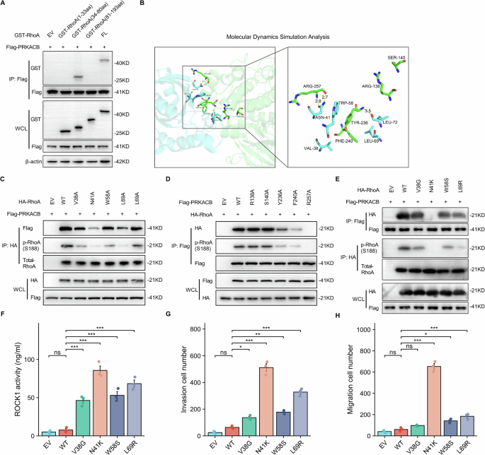 Fig. 6: High-frequency mutations of RhoA in DGC weaken its interaction with PRKACB.