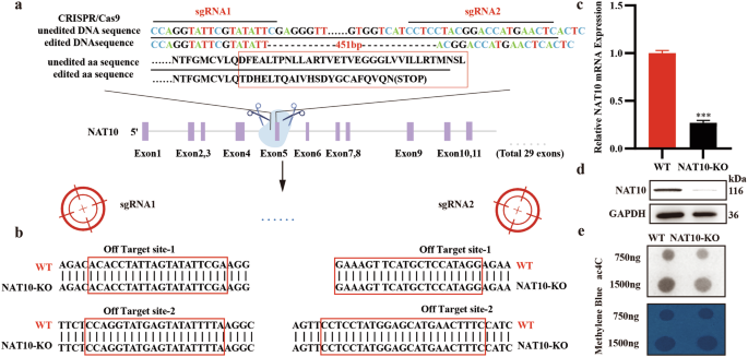 Fig. 2: Establishment and detection of NAT10 knockout A549 cell line.