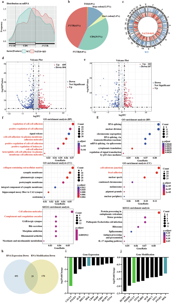 Fig. 3: NAT10-knockout affects the expression of genes related to cell adhesion.