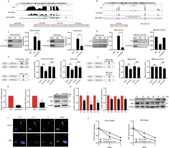 Fig. 4: Identified CXCL5 and DEK as targeted regulation genes by NAT10-mediated ac4C modification, enhancing their mRNA stability.