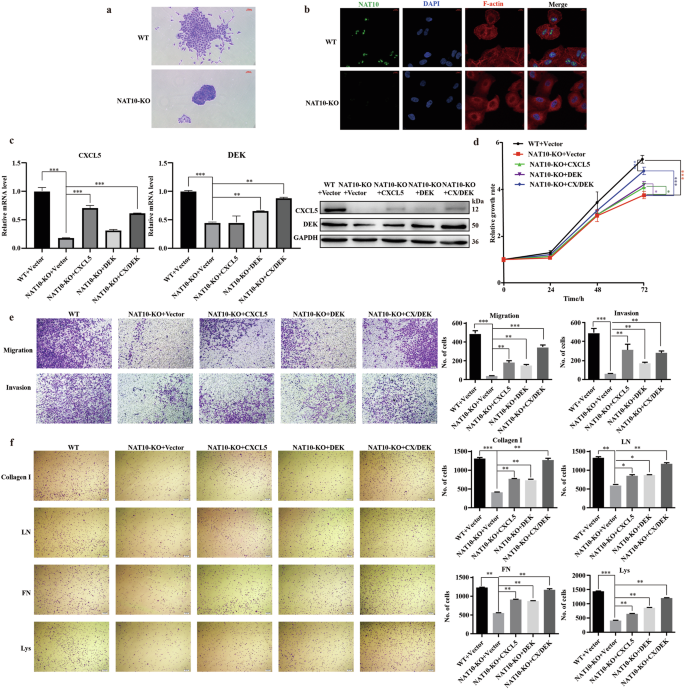 Fig. 5: ac4C modification of CXCL5/DEK promotes adhesion in LUAD cells in A549 cell.
