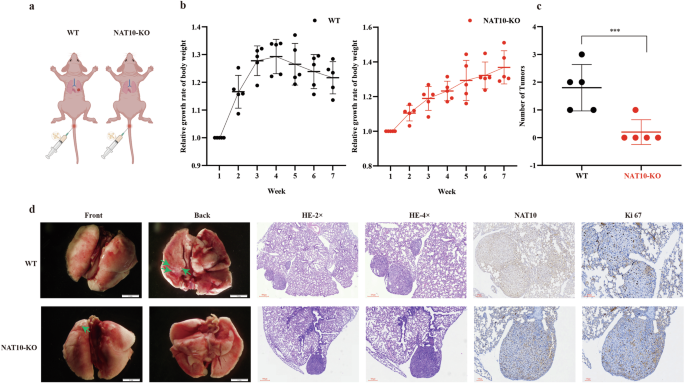 Fig. 6: NAT10 promote metastasis in LUAD cells in vivo.