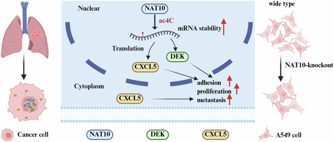 Fig. 7: The potential mechanism model was constructed in this study.