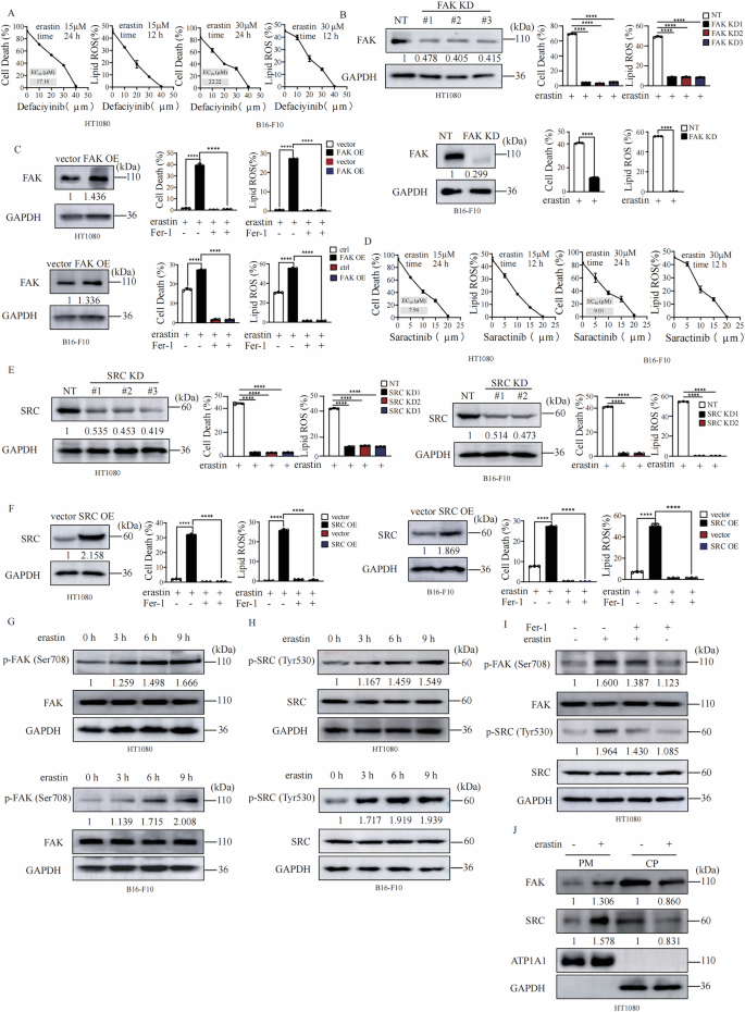 Fig. 1: FAK/SRC complex positively regulate ferroptosis.