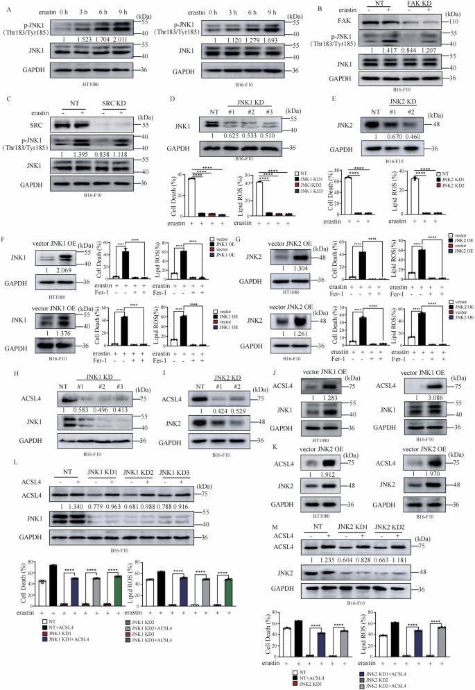 Fig. 3: JNK1/2 positively regulates ferroptosis via upregulation of ACSL4.