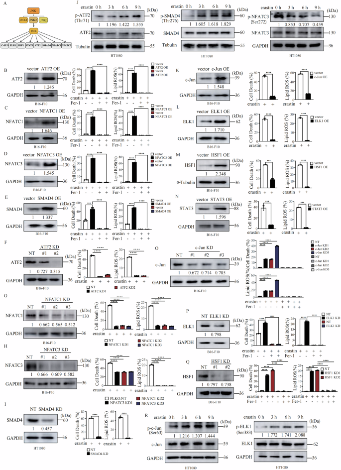 Fig. 4: JNK downstream transcriptional factors regulate cells susceptibility to ferroptosis.