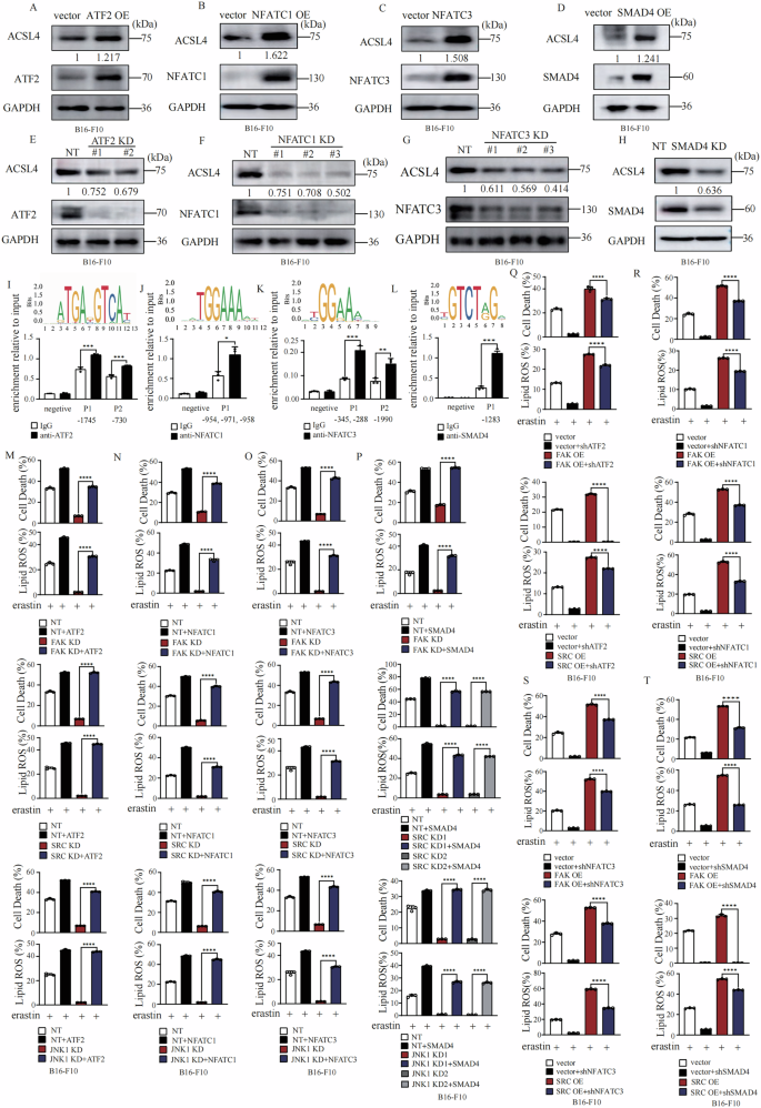 Fig. 5: The FAK/SRC-JNK axis promotes ferroptosis via ATF2, SMAD4, NFATC1, and NFATC3, mediated ACSL4 upregulation.
