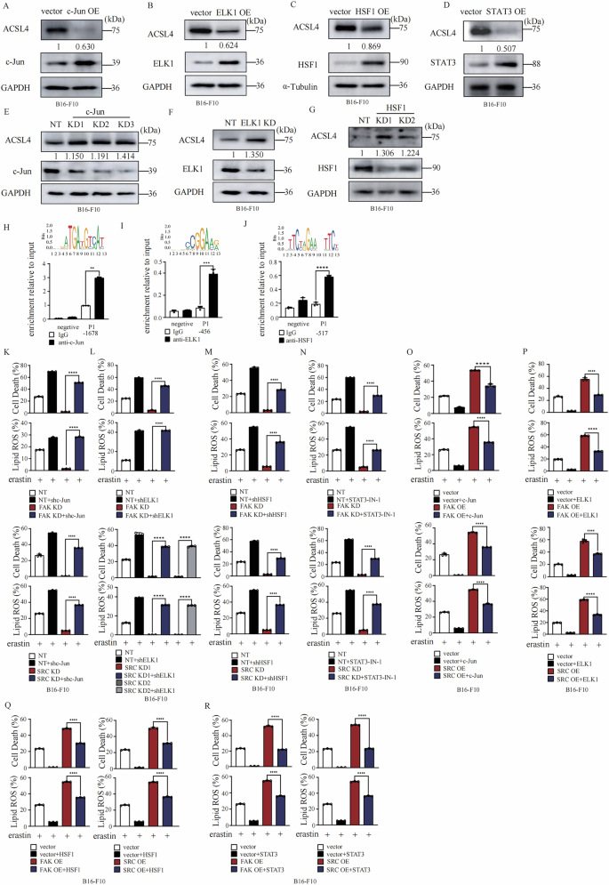 Fig. 6: Four JNK downstream transcriptional factors: c-Jun, ELK1, and HSF1 suppress ferroptosis by inhibiting ACSL4 expression as a way of feedback regulation.