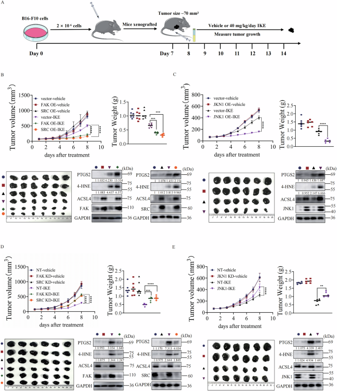 Fig. 7: Oncogenic FAK/SRC-JNK Axis promotes cancer cells ferroptosis in vivo.