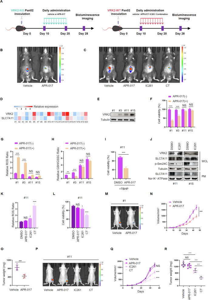 Vaccinia-related kinase 2 inhibition elicits vulnerability of glutathione  metabolism in pancreatic cancer
