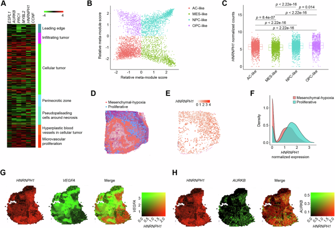 Fig. 3: Spatial distribution of HNRNPH1 expression.