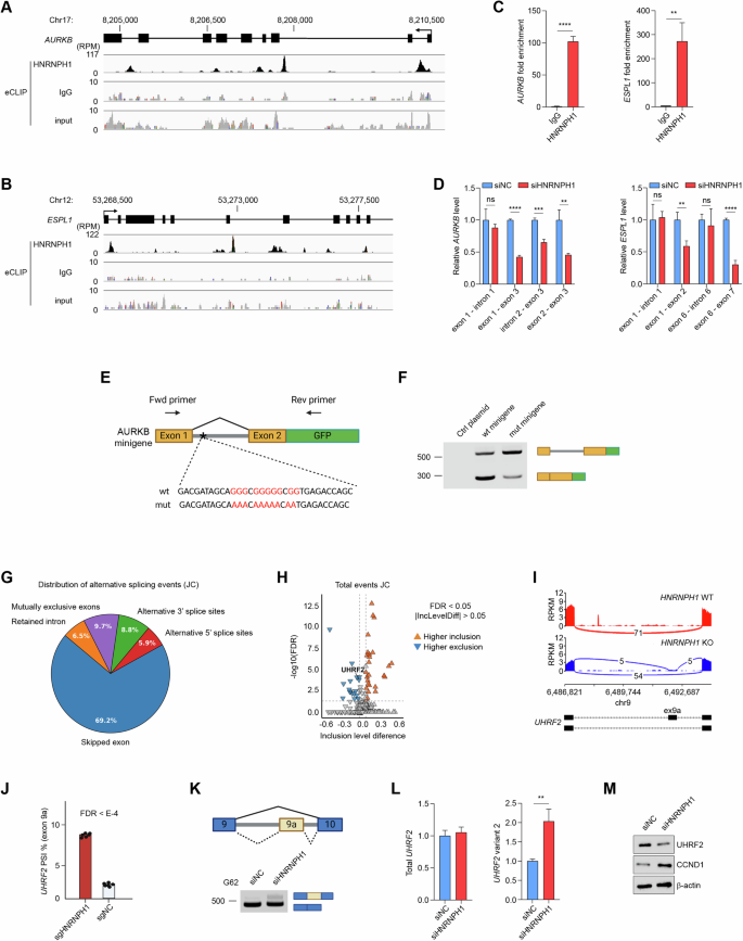 Fig. 4: HNRNPH1 regulates the alternative splicing of cell cycle-associated genes.
