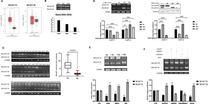 Fig. 1: BCLAF1 isoform expression in acute myeloid leukemia (AML).