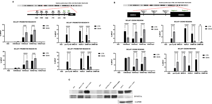 Fig. 2: Epigenetic regulation of BCLAF1 promoter and exon 5 following SAHA treatment.