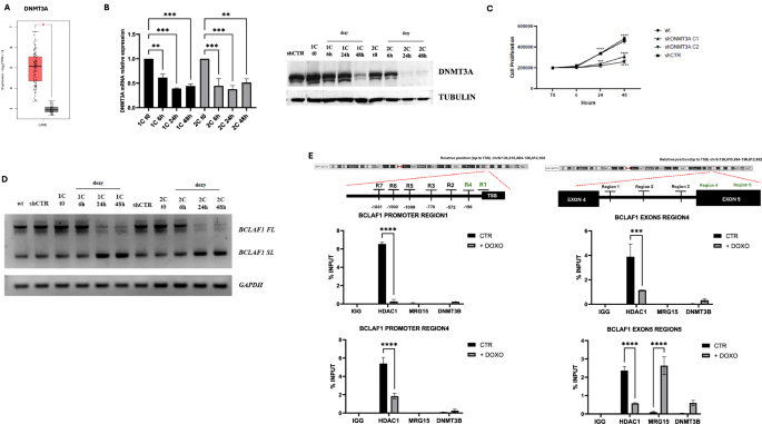 Fig. 3: Analysis of BCLAF1 expression and epigenetic changes in DNMT3A knockout U937 clones.