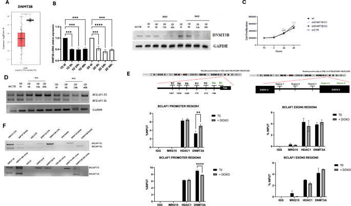 Fig. 4: Analysis of BCLAF1 expression and epigenetic changes in DNMT3B knockout U937 clones.