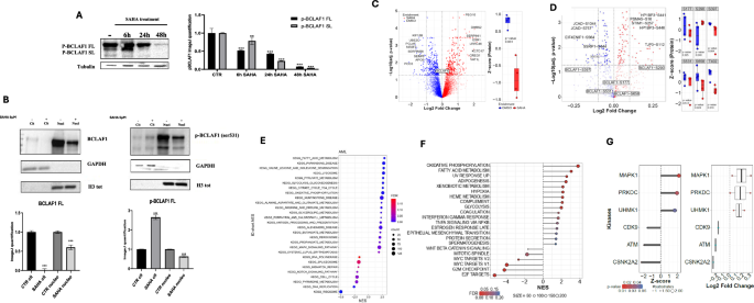 Fig. 5: Proteomic analysis in U937 cells treated with SAHA.