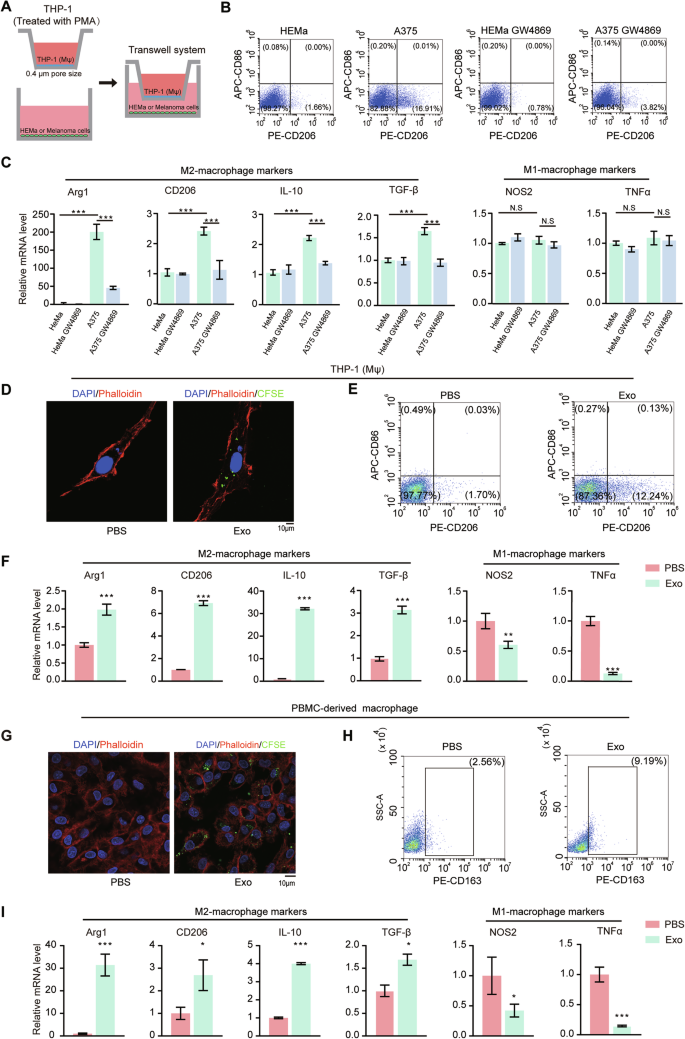 Fig. 1: Melanoma-cell-derived exosomes induce M2 polarization of macrophages.