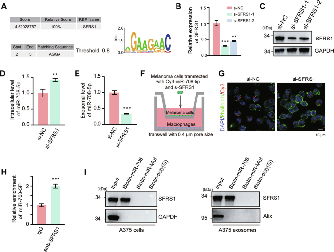 Fig. 3: miR-708-5p was packaged into exosomes by SFRS1.