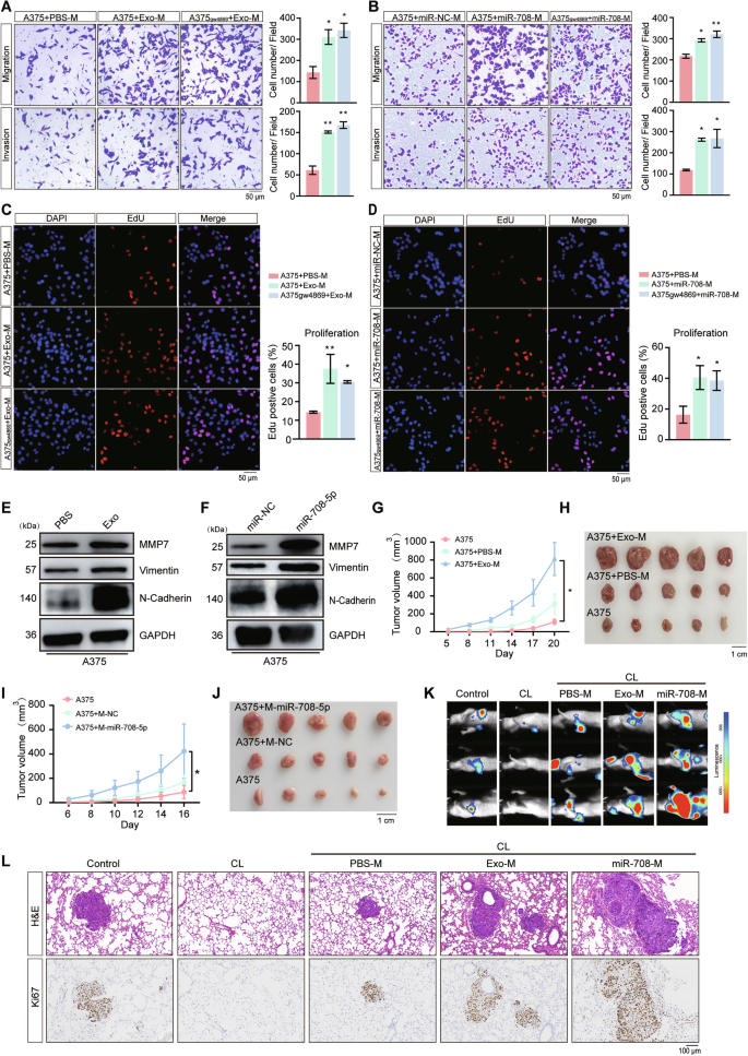 Fig. 4: Treatment with melanoma exosomes or miR-708-5p expression in macrophages promote melanoma progression and metastasis.
