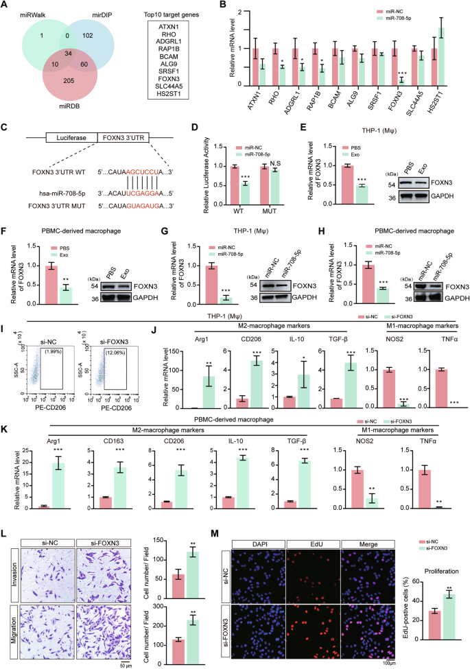 Fig. 5: Identification of FOXN3 as the direct target of miR-708-5p and the roles of FOXN3.