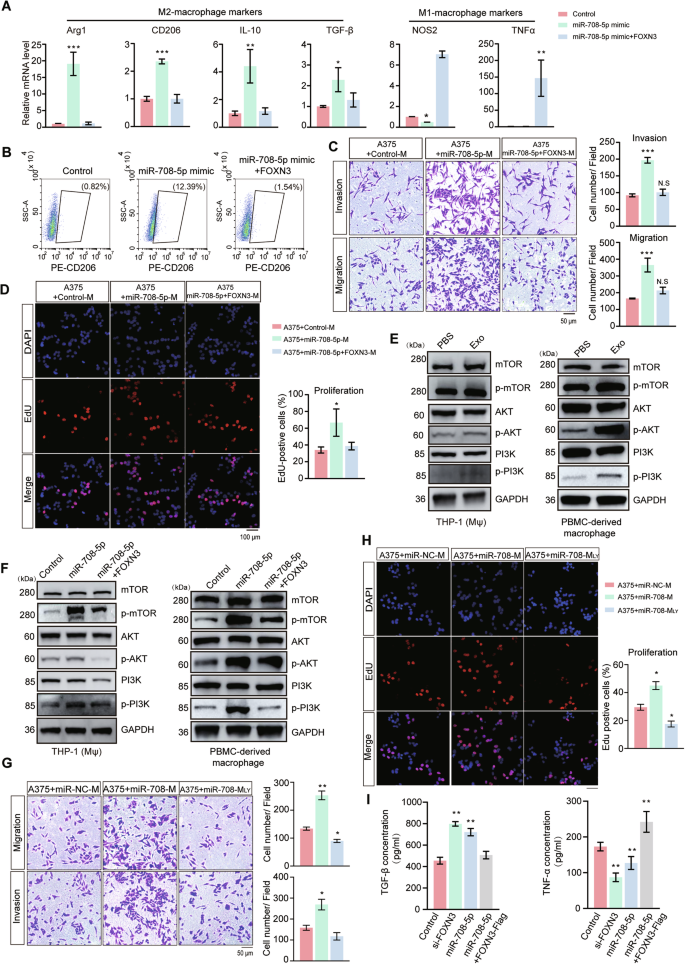 Fig. 6: FOXN3 deficiency promotes macrophage polarization to the M2 phenotype by upregulating the PI3K/AKT signaling pathway.