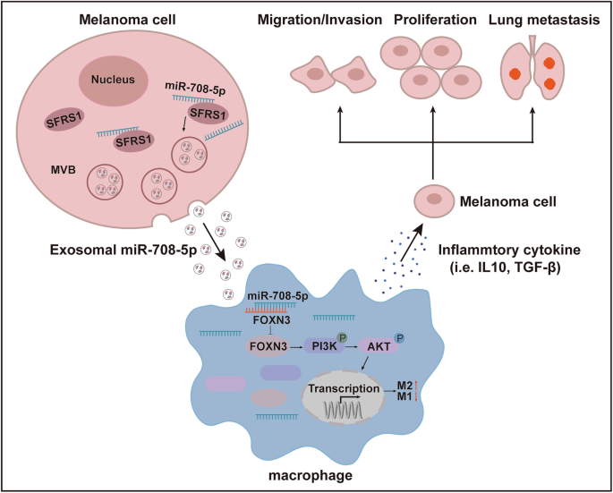 Fig. 7: Mechanism raised by this study.