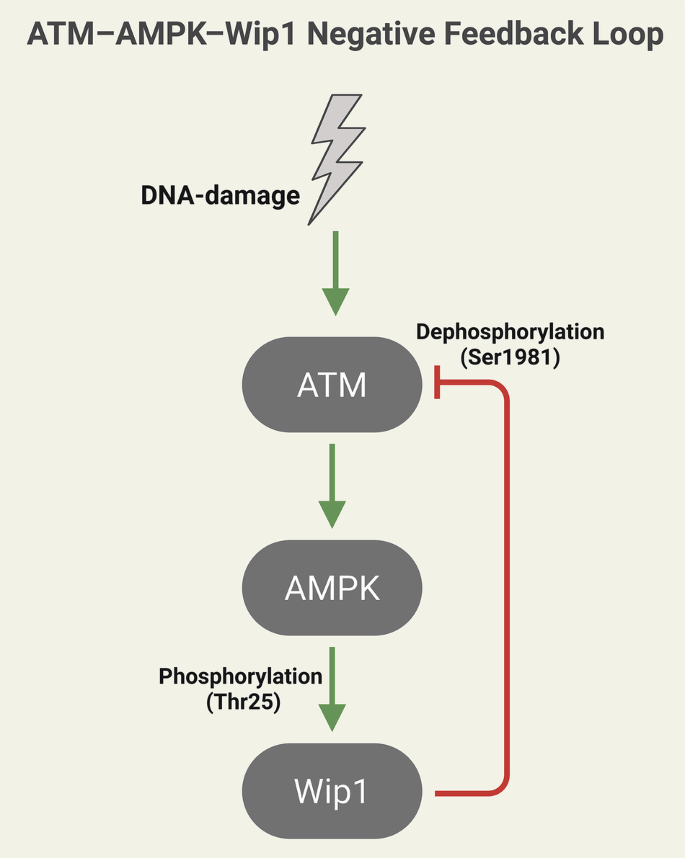 Fig. 1: Proposed ATM–AMPK–Wip1 negative-feedback loop.