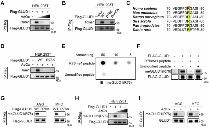 Fig. 1: GLUD1 is methylated at arginine 76.