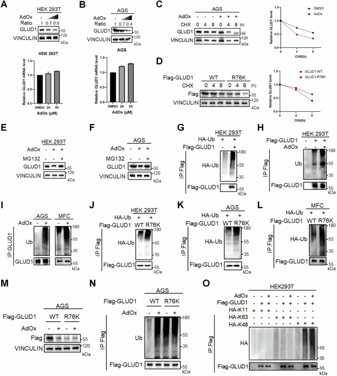 Fig. 2: Methylation of GLUD1 enhances protein stability.